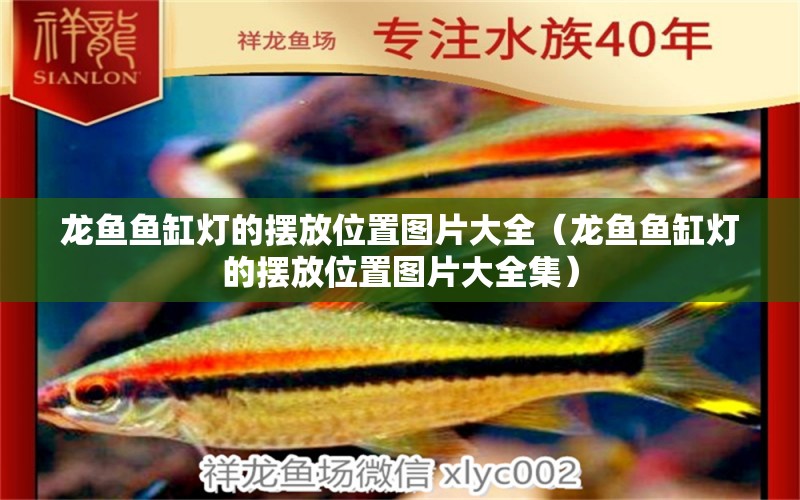 龍魚(yú)魚(yú)缸燈的擺放位置圖片大全（龍魚(yú)魚(yú)缸燈的擺放位置圖片大全集） 印尼紅龍魚(yú)