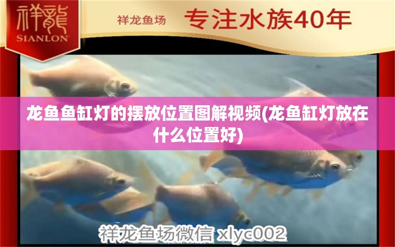 龍魚魚缸燈的擺放位置圖解視頻(龍魚缸燈放在什么位置好)