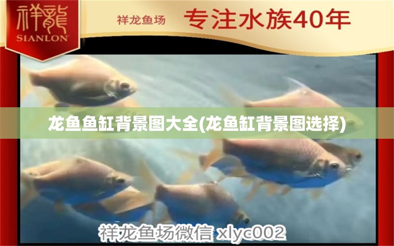 龍魚魚缸背景圖大全(龍魚缸背景圖選擇) 彩鰈魚缸（彩蝶魚缸）