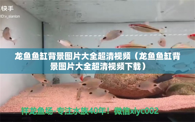 龍魚魚缸背景圖片大全超清視頻（龍魚魚缸背景圖片大全超清視頻下載） 廣州龍魚批發(fā)市場