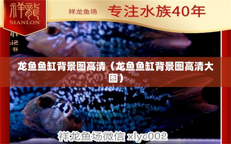 龍魚魚缸背景圖高清（龍魚魚缸背景圖高清大圖） 廣州龍魚批發(fā)市場(chǎng)