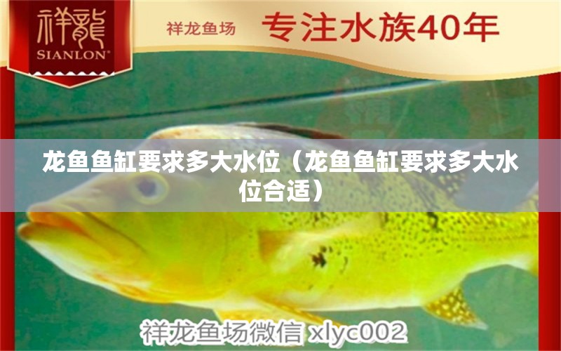 龍魚魚缸要求多大水位（龍魚魚缸要求多大水位合適）