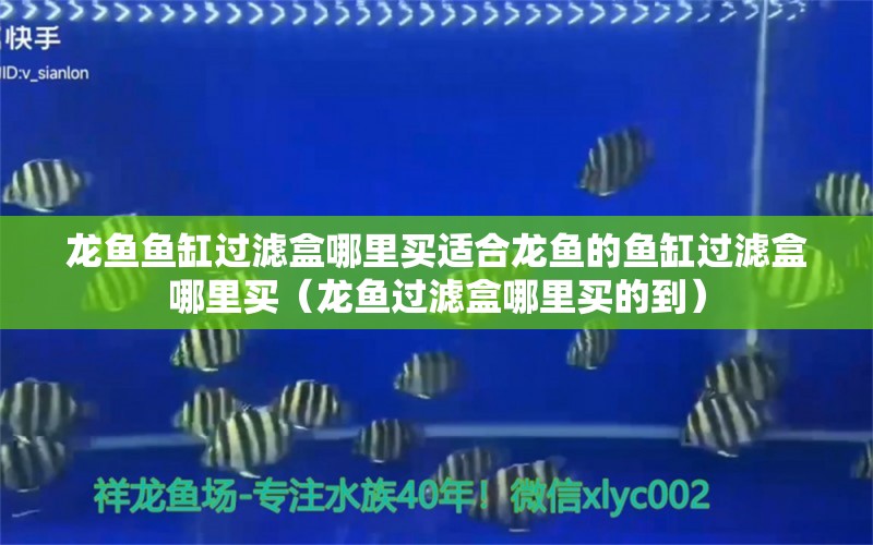 龍魚(yú)魚(yú)缸過(guò)濾盒哪里買適合龍魚(yú)的魚(yú)缸過(guò)濾盒哪里買（龍魚(yú)過(guò)濾盒哪里買的到） 龍魚(yú)百科 第2張