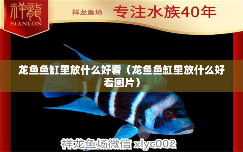 龍魚魚缸里放什么好看（龍魚魚缸里放什么好看圖片） 廣州龍魚批發(fā)市場