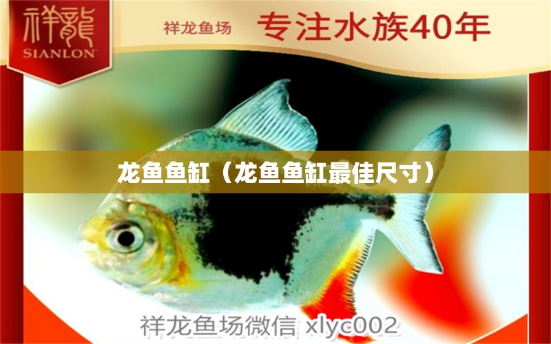 龍魚魚缸（龍魚魚缸最佳尺寸） 祥龍魚場(chǎng)