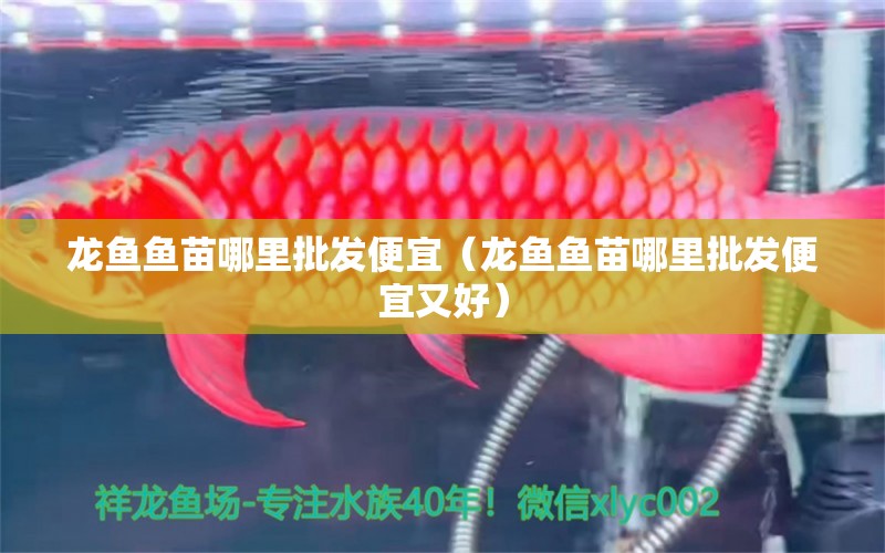 龍魚魚苗哪里批發(fā)便宜（龍魚魚苗哪里批發(fā)便宜又好）