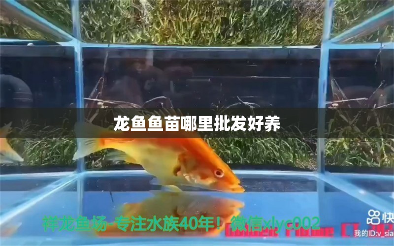 龍魚魚苗哪里批發(fā)好養(yǎng)