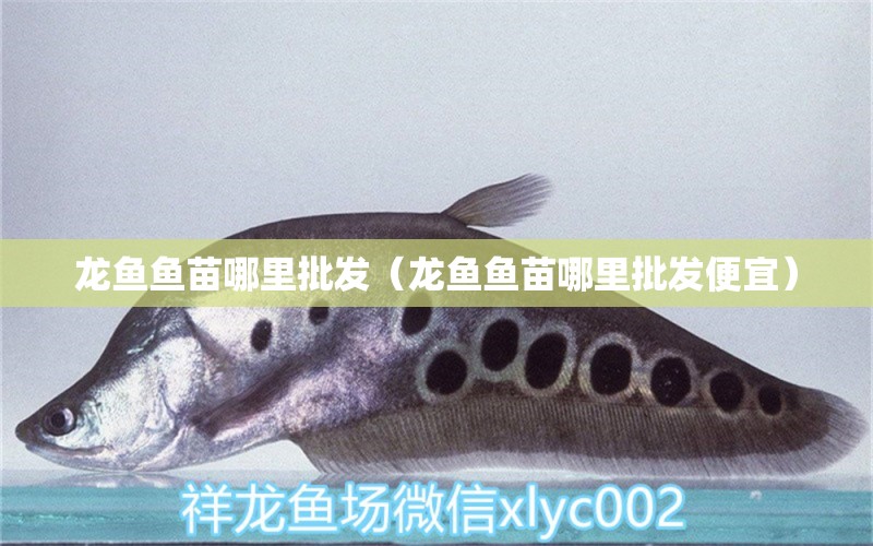 龍魚魚苗哪里批發(fā)（龍魚魚苗哪里批發(fā)便宜）