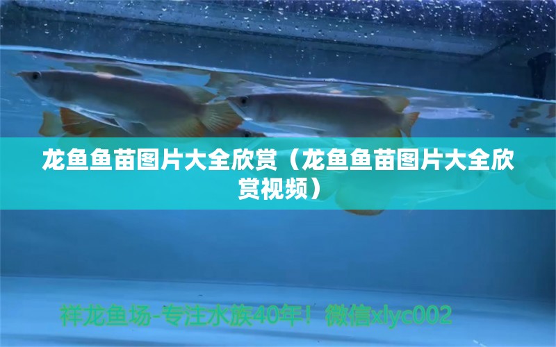 龍魚魚苗圖片大全欣賞（龍魚魚苗圖片大全欣賞視頻）