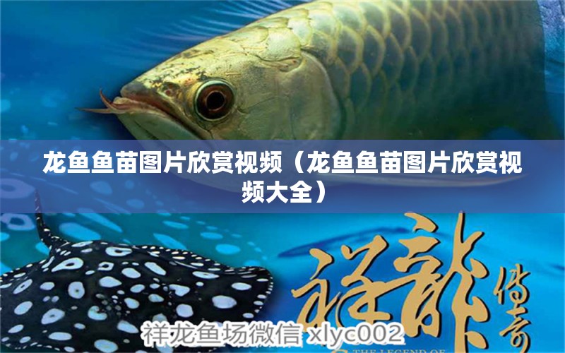 龍魚魚苗圖片欣賞視頻（龍魚魚苗圖片欣賞視頻大全） 廣州龍魚批發(fā)市場