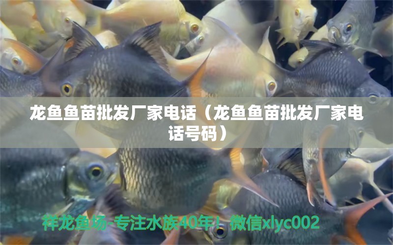 龍魚魚苗批發(fā)廠家電話（龍魚魚苗批發(fā)廠家電話號碼） 廣州龍魚批發(fā)市場