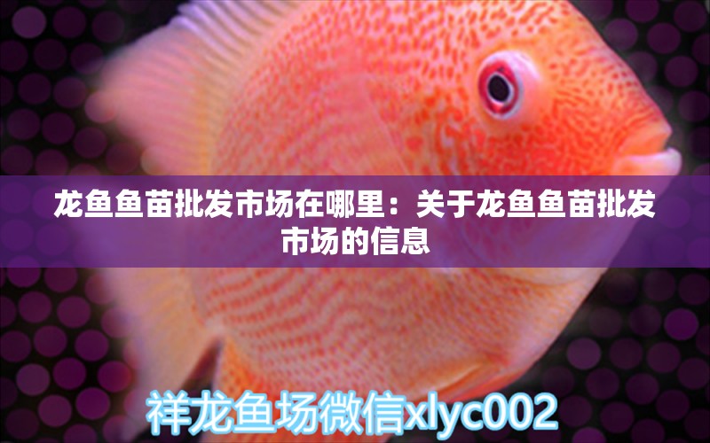 龍魚魚苗批發(fā)市場在哪里：關(guān)于龍魚魚苗批發(fā)市場的信息 龍魚百科 第2張