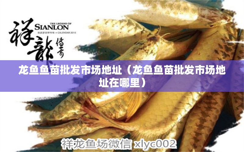 龍魚魚苗批發(fā)市場地址（龍魚魚苗批發(fā)市場地址在哪里） 祥龍水族醫(yī)院