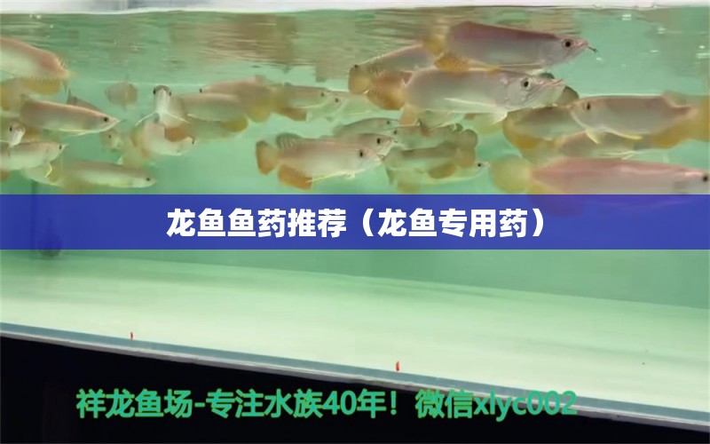 龍魚魚藥推薦（龍魚專用藥）