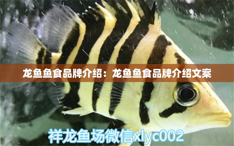 龍魚魚食品牌介紹：龍魚魚食品牌介紹文案 廣州龍魚批發(fā)市場(chǎng)