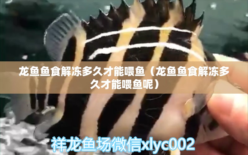 龍魚魚食解凍多久才能喂魚（龍魚魚食解凍多久才能喂魚呢） 龍魚疾病與治療