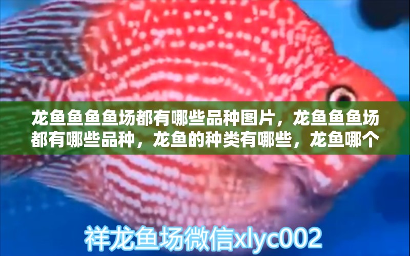 龍魚魚魚魚場都有哪些品種圖片，龍魚魚魚場都有哪些品種，龍魚的種類有哪些，龍魚哪個品種好養(yǎng)