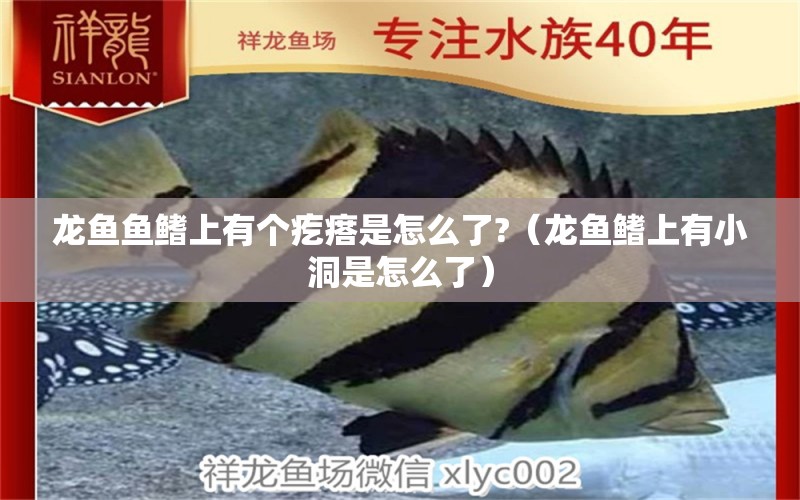 龍魚(yú)魚(yú)鰭上有個(gè)疙瘩是怎么了?（龍魚(yú)鰭上有小洞是怎么了） 廣州觀賞魚(yú)批發(fā)市場(chǎng)