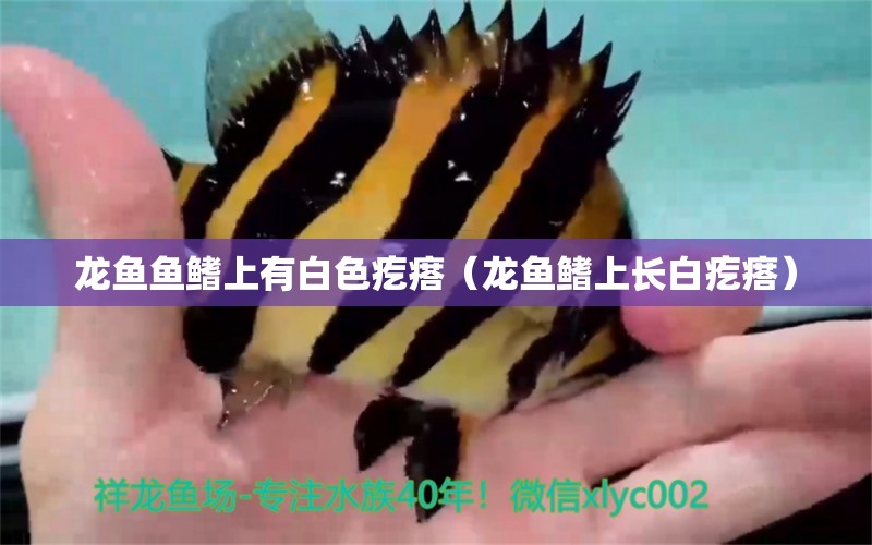 龍魚魚鰭上有白色疙瘩（龍魚鰭上長(zhǎng)白疙瘩）