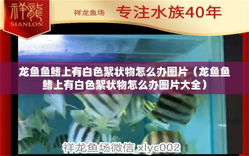 龍魚魚鰭上有白色絮狀物怎么辦圖片（龍魚魚鰭上有白色絮狀物怎么辦圖片大全）