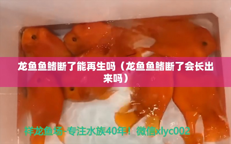 龍魚魚鰭斷了能再生嗎（龍魚魚鰭斷了會長出來嗎） 廣州龍魚批發(fā)市場