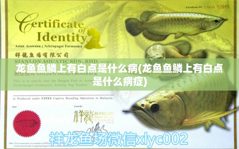 龍魚魚鱗上有白點(diǎn)是什么病(龍魚魚鱗上有白點(diǎn)是什么病癥) 南美異型魚