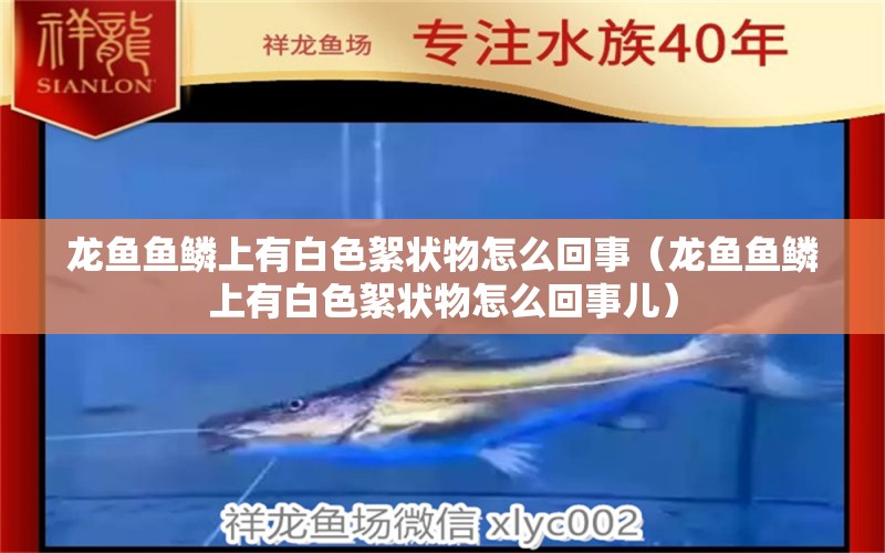 龍魚魚鱗上有白色絮狀物怎么回事（龍魚魚鱗上有白色絮狀物怎么回事兒） 祥龍水族醫(yī)院