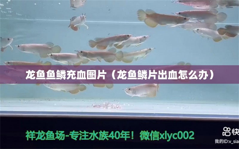 龍魚(yú)魚(yú)鱗充血圖片（龍魚(yú)鱗片出血怎么辦）