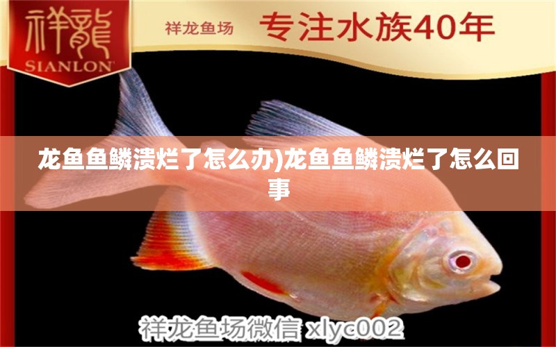 龍魚魚鱗潰爛了怎么辦)龍魚魚鱗潰爛了怎么回事