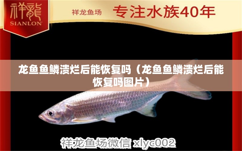 龍魚(yú)魚(yú)鱗潰爛后能恢復(fù)嗎（龍魚(yú)魚(yú)鱗潰爛后能恢復(fù)嗎圖片） 廣州龍魚(yú)批發(fā)市場(chǎng)