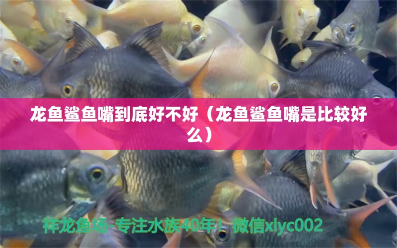 龍魚鯊魚嘴到底好不好（龍魚鯊魚嘴是比較好么）