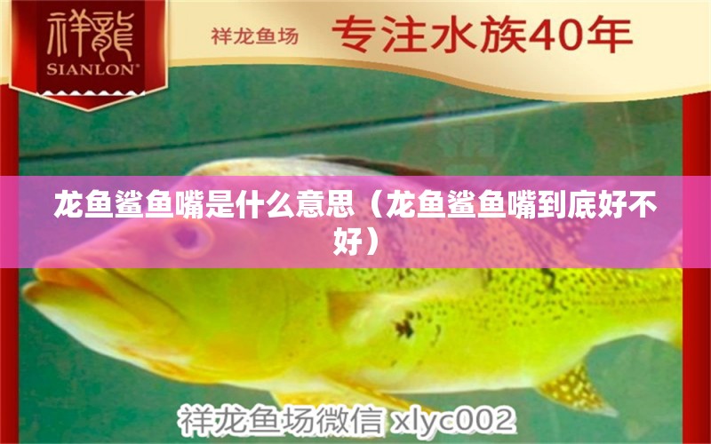 龍魚(yú)鯊魚(yú)嘴是什么意思（龍魚(yú)鯊魚(yú)嘴到底好不好） 廣州龍魚(yú)批發(fā)市場(chǎng)