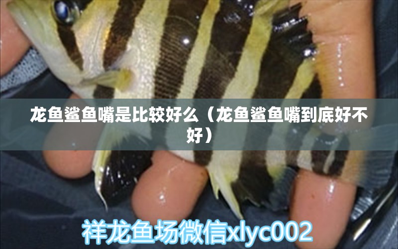 龍魚鯊魚嘴是比較好么（龍魚鯊魚嘴到底好不好）