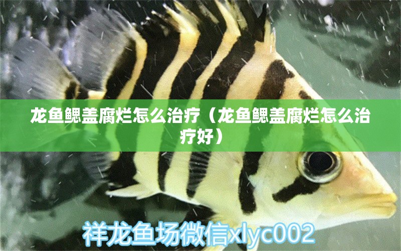 龍魚鰓蓋腐爛怎么治療（龍魚鰓蓋腐爛怎么治療好） 廣州龍魚批發(fā)市場