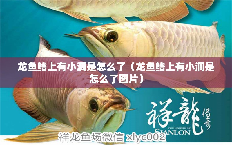 龍魚(yú)鰭上有小洞是怎么了（龍魚(yú)鰭上有小洞是怎么了圖片）