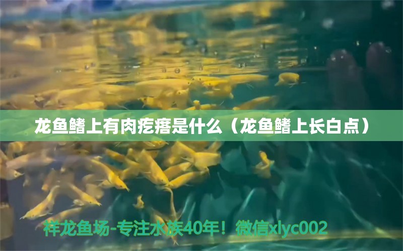 龍魚鰭上有肉疙瘩是什么（龍魚鰭上長(zhǎng)白點(diǎn)） 觀賞魚