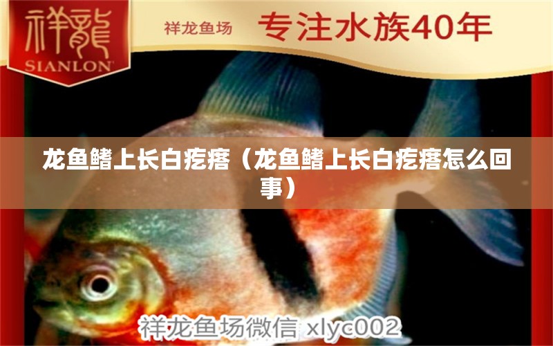 龍魚鰭上長白疙瘩（龍魚鰭上長白疙瘩怎么回事） 祥龍水族醫(yī)院