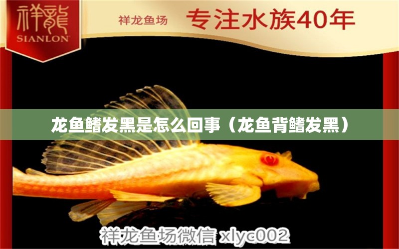 龍魚鰭發(fā)黑是怎么回事（龍魚背鰭發(fā)黑）