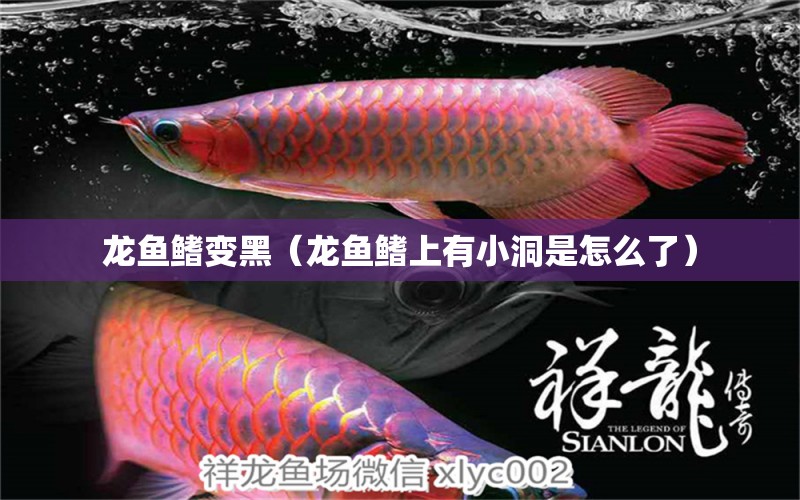 龍魚鰭變黑（龍魚鰭上有小洞是怎么了）