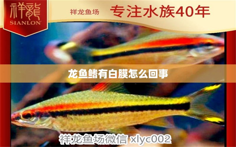 龍魚鰭有白膜怎么回事