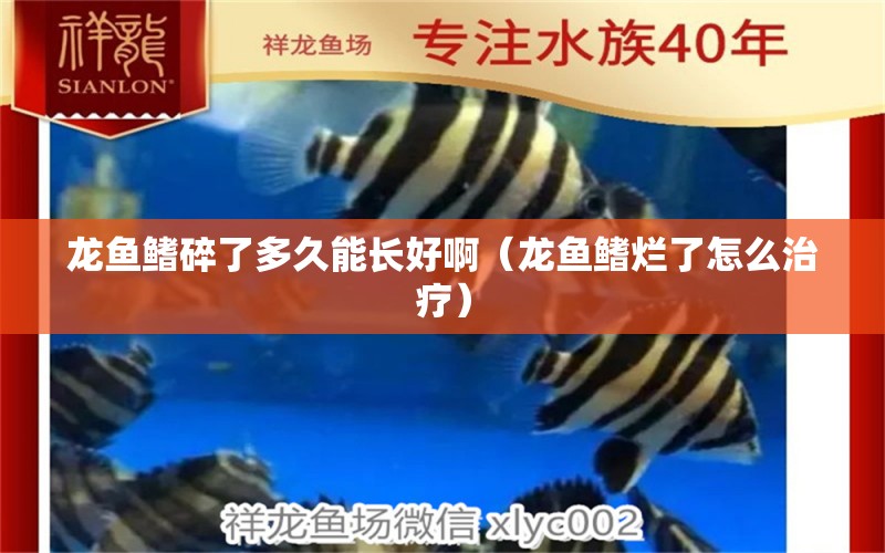 龍魚鰭碎了多久能長好?。堲~鰭爛了怎么治療）