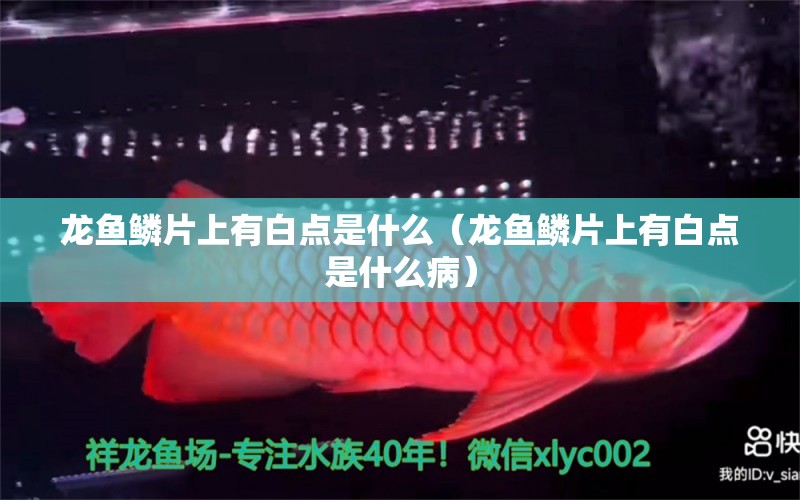 龍魚鱗片上有白點(diǎn)是什么（龍魚鱗片上有白點(diǎn)是什么?。?廣州龍魚批發(fā)市場