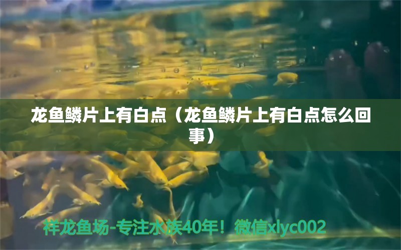 龍魚鱗片上有白點（龍魚鱗片上有白點怎么回事）