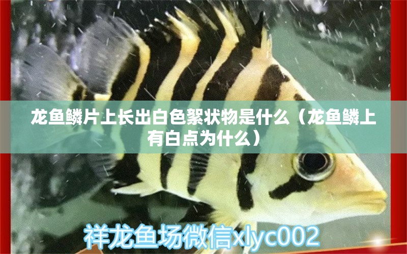 龍魚鱗片上長出白色絮狀物是什么（龍魚鱗上有白點為什么）