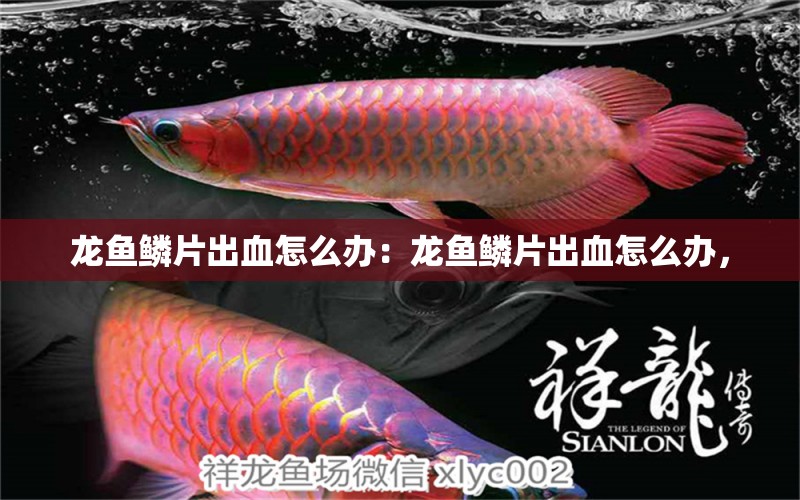 龍魚鱗片出血怎么辦：龍魚鱗片出血怎么辦，