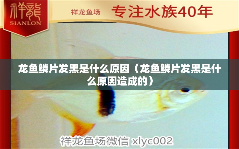 龍魚鱗片發(fā)黑是什么原因（龍魚鱗片發(fā)黑是什么原因造成的） 廣州龍魚批發(fā)市場