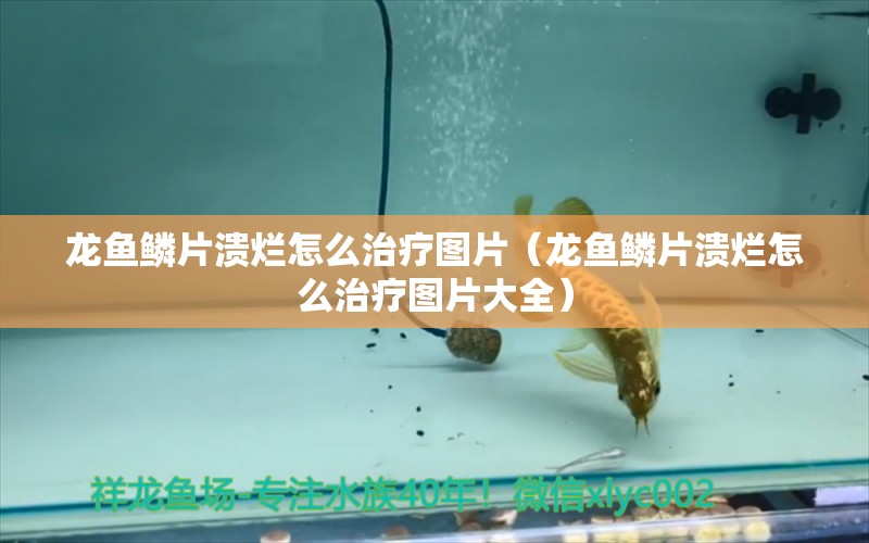 龍魚鱗片潰爛怎么治療圖片（龍魚鱗片潰爛怎么治療圖片大全）