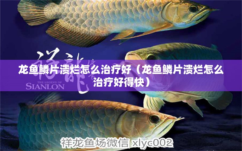 龍魚鱗片潰爛怎么治療好（龍魚鱗片潰爛怎么治療好得快）