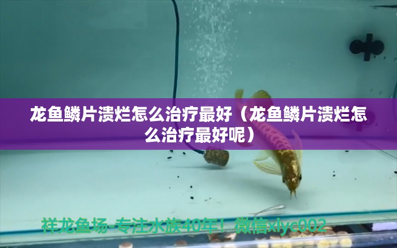 龍魚鱗片潰爛怎么治療最好（龍魚鱗片潰爛怎么治療最好呢） 廣州龍魚批發(fā)市場