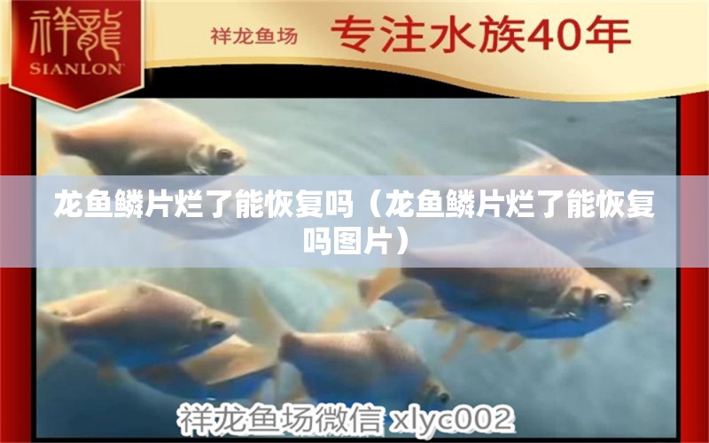 龍魚(yú)鱗片爛了能恢復(fù)嗎（龍魚(yú)鱗片爛了能恢復(fù)嗎圖片）